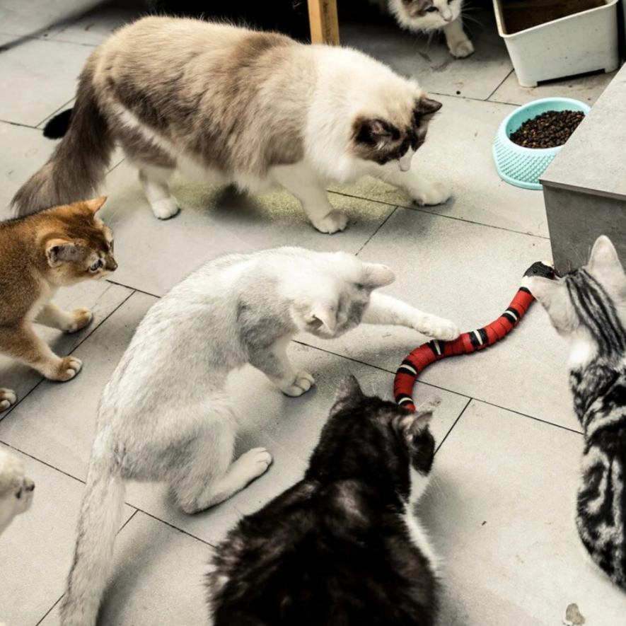 Jouet serpent intelligent pour chat